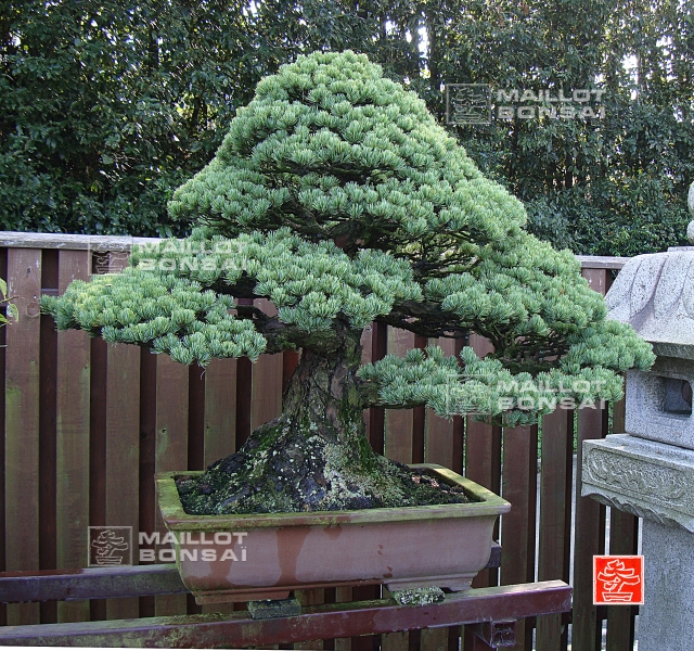 une-vie-dediee-aux-bonsai-avec-me-hino