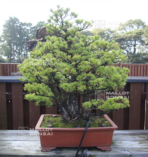 une-vie-dediee-aux-bonsai-avec-me-hino