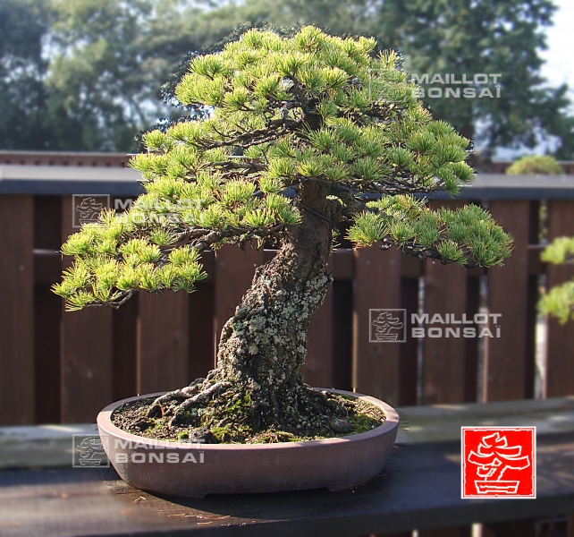 une-vie-dediee-aux-bonsai-avec-me-hino