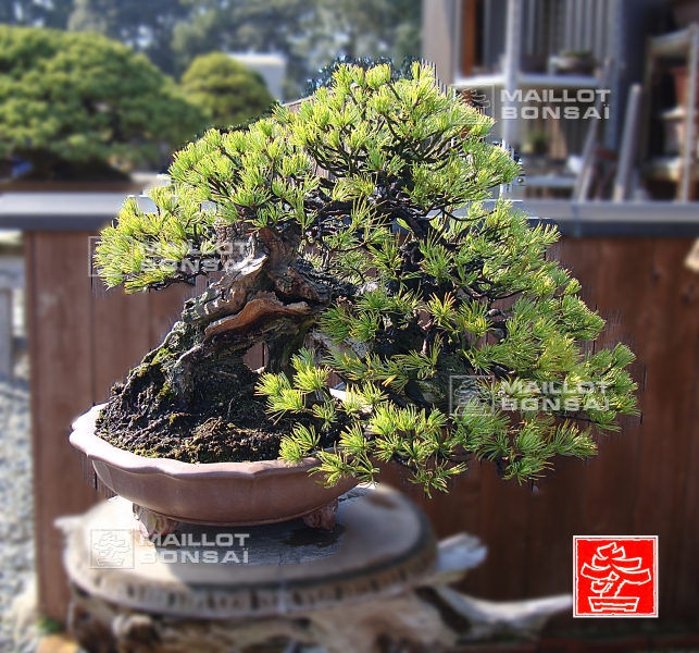une-vie-dediee-aux-bonsai-avec-me-hino