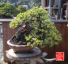 une-vie-dediee-aux-bonsai-avec-maitre-hino