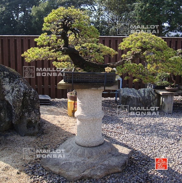 une-vie-dediee-aux-bonsai-avec-me-hino