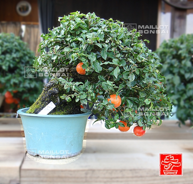 une-vie-dediee-aux-bonsai-avec-me-hino