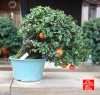 my-life-with-bonsai-hino-san-bonsai-garden