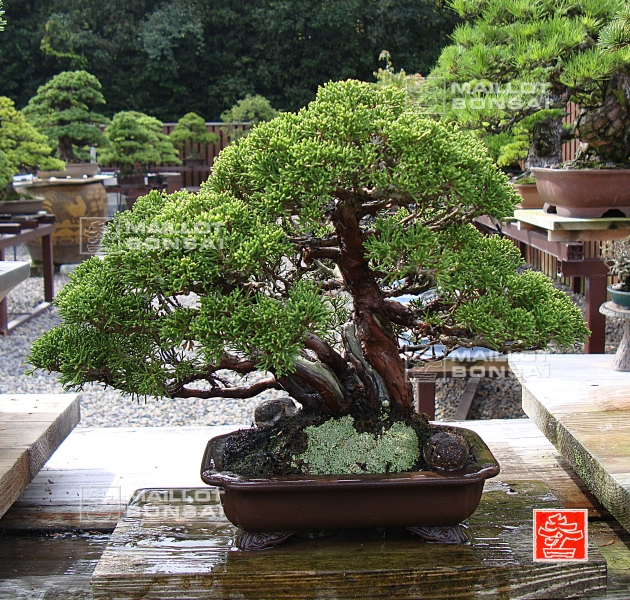 une-vie-dediee-aux-bonsai-avec-me-hino