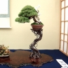 juniperus-chinensis-itoigawa