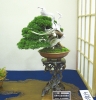 juniperus-chinensis-itoigawa