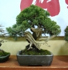 juniperus-chinensis-itoigawa