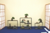 presentation-de-mini-bonsai