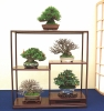 mini-bonsai-display