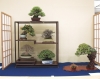 mini-bonsai-display