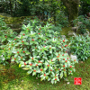 temple-d-anrakuji-a-kyoto