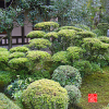 anrakuji-temple-kyoto