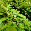 Fagus crenata de la famille Katoh Omiya Japon