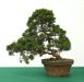 demonstration-on-a-juniperus-chinensis