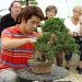 demonstration-sur-juniperus-chinensis