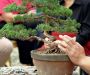 demonstration-sur-juniperus-chinensis