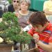 demonstration-sur-juniperus-chinensis