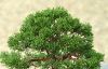 demonstration-on-a-juniperus-chinensis