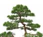 demonstration-sur-juniperus-chinensis