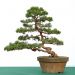 demonstration-on-a-juniperus-chinensis