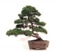 Démonstration sur juniperus chinensis.