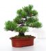 Mise en forme d'un pinus pentaphylla.