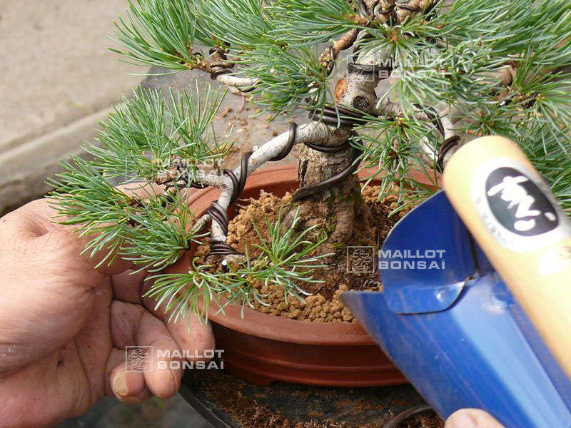 mise-en-forme-d-un-pinus-pentaphylla