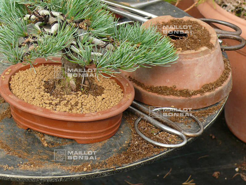 mise-en-forme-d-un-pinus-pentaphylla