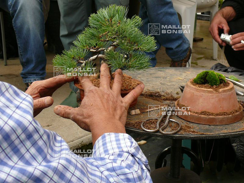 mise-en-forme-d-un-pinus-pentaphylla