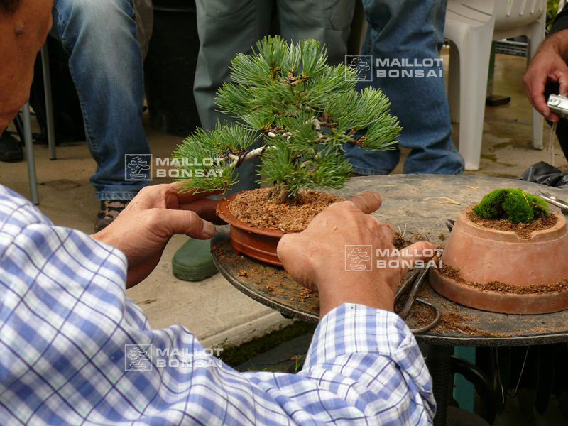 mise-en-forme-d-un-pinus-pentaphylla