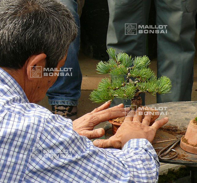 mise-en-forme-d-un-pinus-pentaphylla