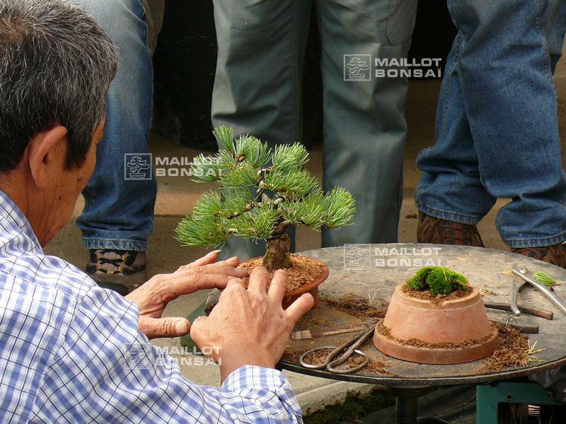 mise-en-forme-d-un-pinus-pentaphylla