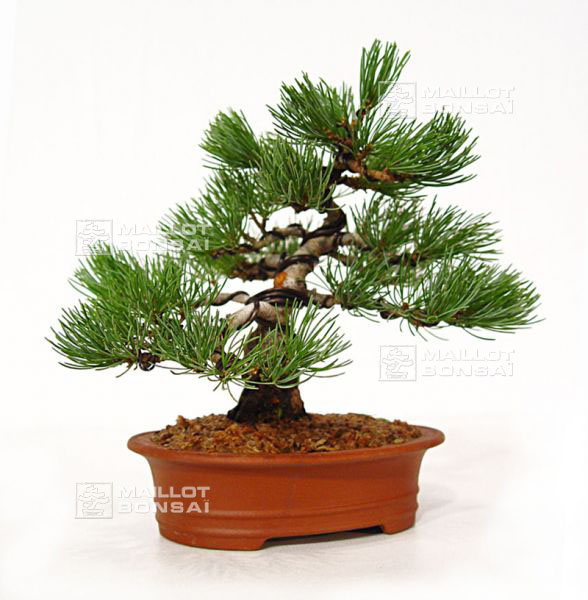 mise-en-forme-d-un-pinus-pentaphylla