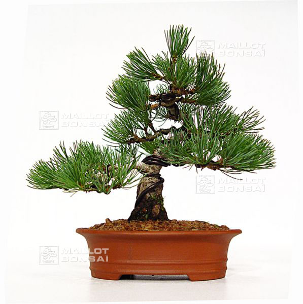 mise-en-forme-d-un-pinus-pentaphylla
