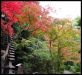 jardins-du-japon-kyoto-automne-2007