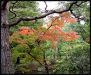 jardins-du-japon-kyoto-automne-2007