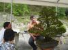 a-bonsai-demonstration-by-guy-maillot-in-new-york