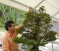 a-bonsai-demonstration-by-guy-maillot-in-new-york