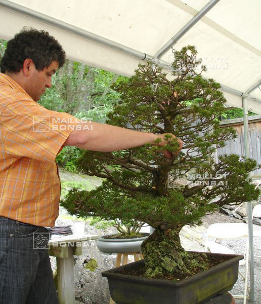 demonstration-bonsai-new-york-mai-2008