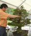 demonstration-bonsai-new-york-mai-2008