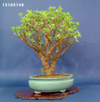 Indoor bonsai trees from Maillot-Bonsa - The store MAILLOT-BONSAI