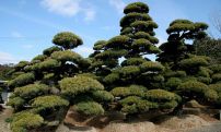 Young trees from Maillot-Bonsa - The store MAILLOT-BONSAI